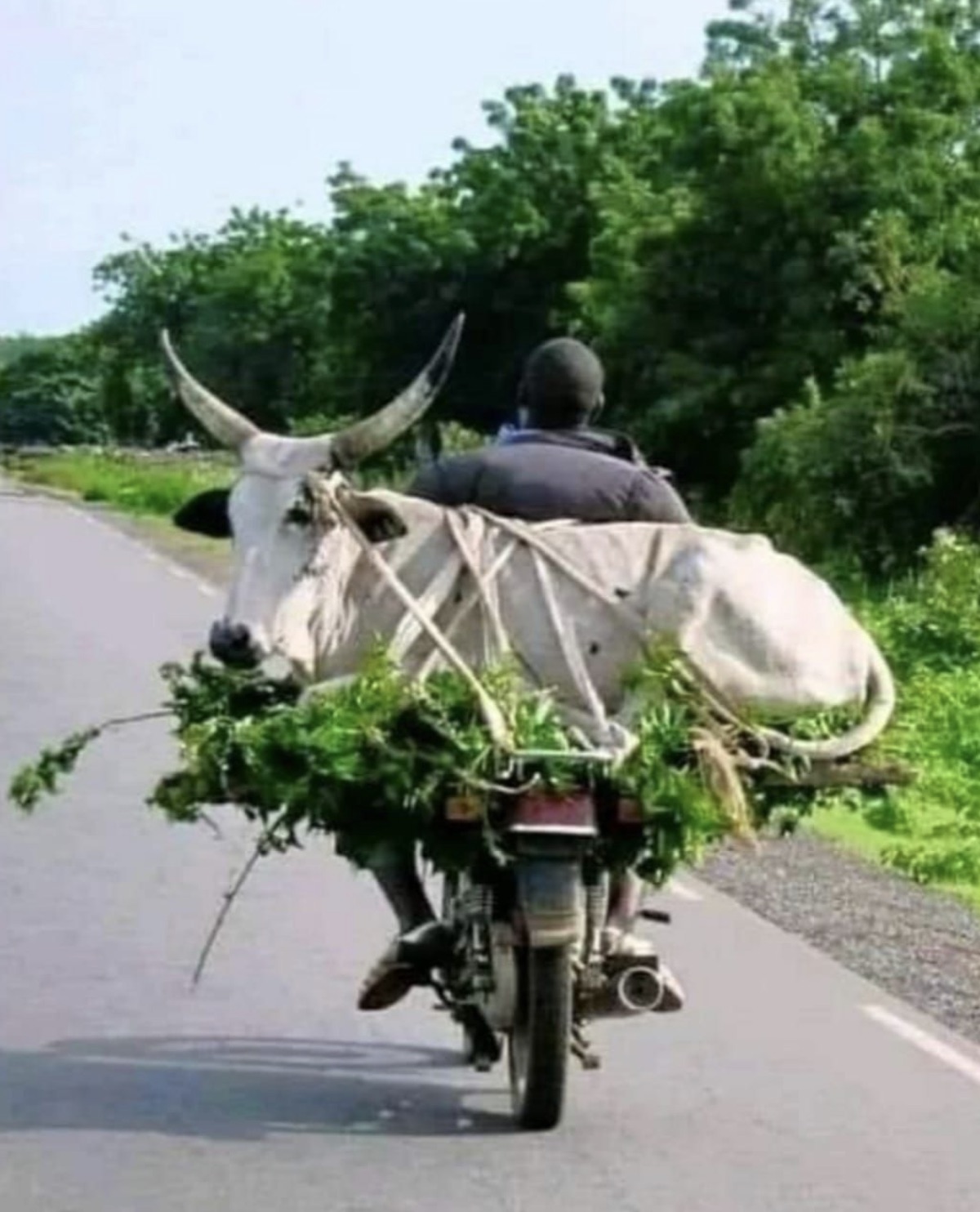 cow on bike